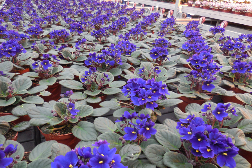 Vlasman planten Saintpaulia’s