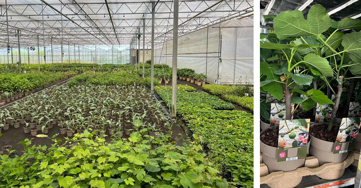 Kwekerij BOGREEN Plantmakers