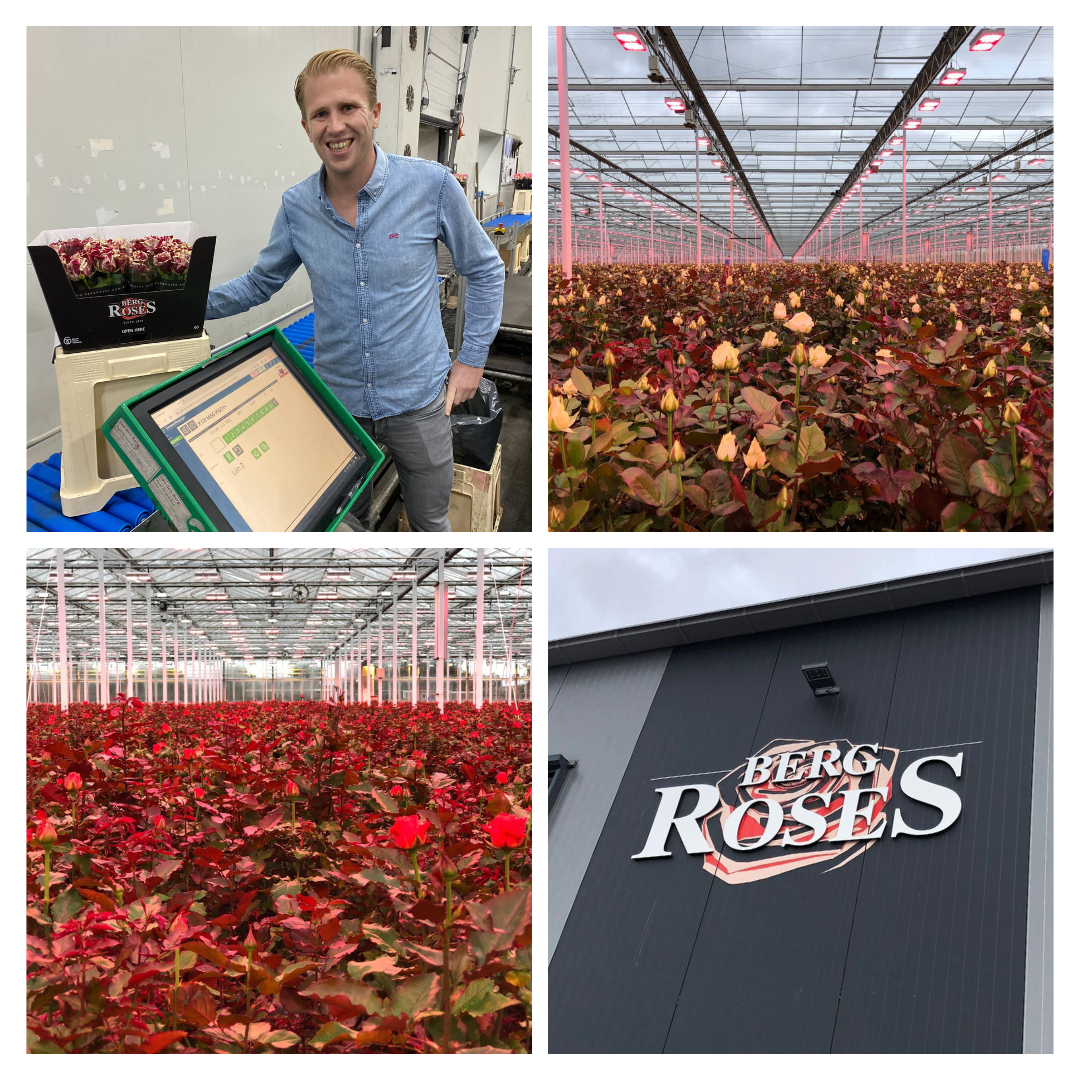 Berg Roses rozenkwekerij GreenMaster